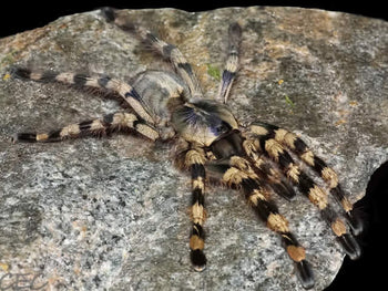 Poecilotheria formosa (Salem Ornamental Tarantula)