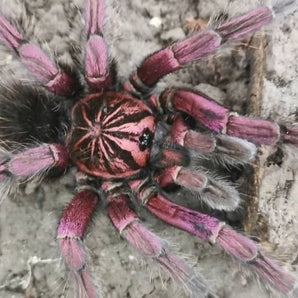 Pamphobeteus vespertinus (Ecuadorian Red Bloom) 1.5-2”