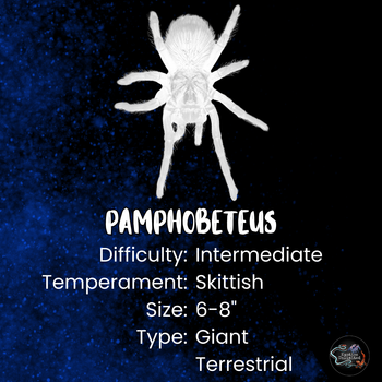 Pamphobeteus c.f. insignis (Ecuador Purple Bloom Tarantula)