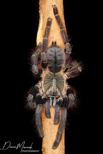 Ornithoctoninae sp "Phan Cay Red" (Purple Blaze Tree Tarantula)