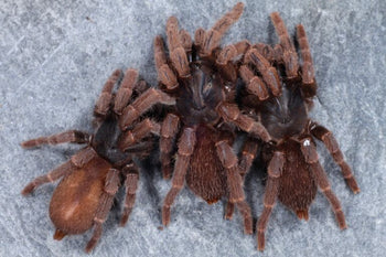 Phlogiellus sp. 'Rusty leg' 