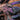 Phormictopus sp. 'Dominican Purple' Tarantula