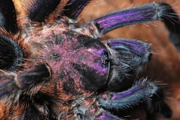 Phormictopus sp. 'Dominican Purple' Tarantula