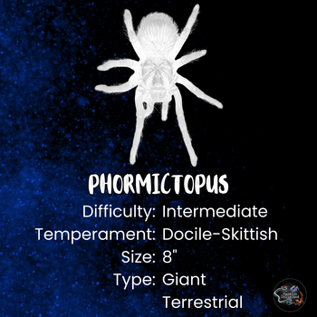 Phormictopus sp 'santiago' (Santiago Birdeater Tarantula) 1-1.5" *NEW*