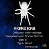 Phormictopus atrichomatus, Red Island Bird Eater tarantula.