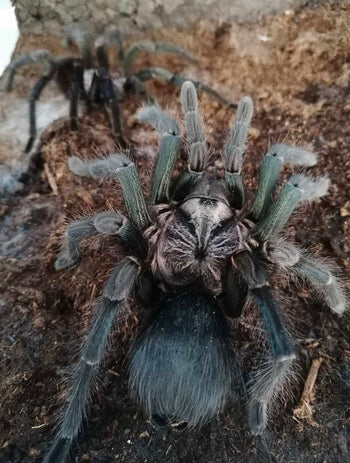 Phormictopus sp 'Green Femur Golden Carapace' Tarantula  *RARE*