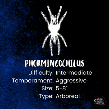 Phormingochilus sp "Sabah Red" (Crimson Purple Tree Tiger Tarantula)
