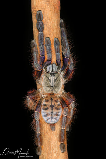 Phormingochilus everetti (Sarawak Red Tree Tiger Tarantula)