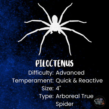 Piloctenus haematostoma (Red Fang Wandering Spider) 0.5" FREE AFTER $200 SPENT
