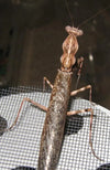 Pnigomantis medioconstricta