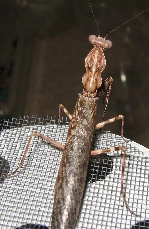 Pnigomantis medioconstricta