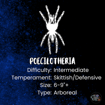 Poecilotheria miranda (Bengal Spotted Ornamental Tarantula) 1”