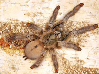 Psalmopoeus cambridgei (Trinidad Chevron Tarantula)