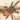 Psalmopoeus cambridgei (Trinidad Chevron Tarantula)