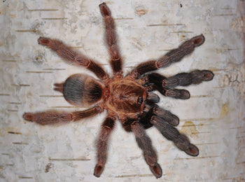 Psalmopoeus reduncus (Costa Rican Orange Mouth Tarantula)
