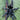 Psalmopoeus sp 'Tononegro' Tarantula 0.5-0.75" *NEW SPECIES*