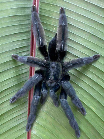 Psalmopoeus sp 'Tononegro' Tarantula 0.5-0.75" *NEW SPECIES*