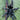 Psalmopoeus sp 'Tononegro' Tarantula