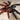 Psalmopoeus victori (Darth Maul Tarantula) 1-1.5"