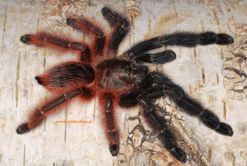 Psalmopoeus victori, Darth Maul tarantula.