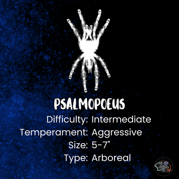 Psalmopoeus reduncus (Costa Rican Orange Mouth Tarantula)