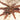 Psalmopeous ecclesiasticus (Rose Gold Tree Spider) 1-1.5”