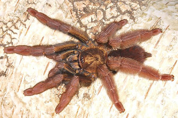 Psalmopoeus ecclesiasticus (Rose Gold Tree Spider) 0.5"+
