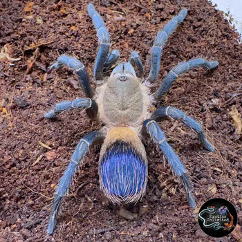 Pseudhapalopus sp. Colombian Purple and Gold tarantula.