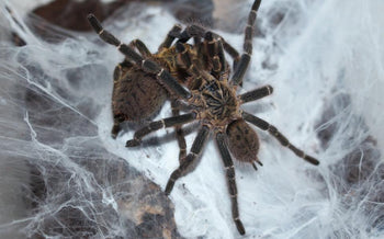 Pterinochilus murinus DCF “Mikumi” (Mikumi Baboon Tarantula) 0.75"