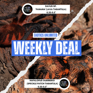 Weekly Deals