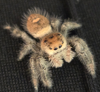 Phidippus regius (Regal Jumping Spider) Butterscotch Color Form 5i 0.25-0.5"