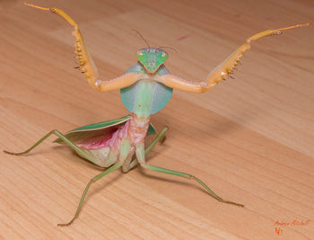 Rhombodera basalis (Malaysia Shield Mantis)