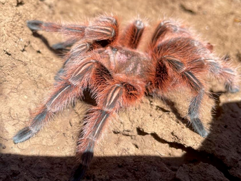 Grammostola rosea (Red Chilean Rose Hair Tarantula) RCF