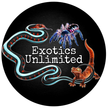 Thai Black Vinegaroons (Typopeltis sp.) Scorpion 1.5-2"