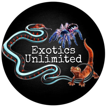 Lactrodectus obscurior (Cape Verde Widow) 0.25-0.5" 3i