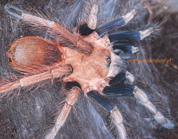 Sericopelma sp 'Boquete' (Blue & Pink Bird-eater Tarantula)