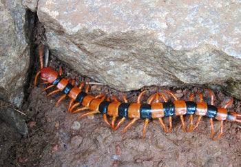 Scolopendra hardwickei (Indian Tiger Centipede) RARE CBB 4-5"