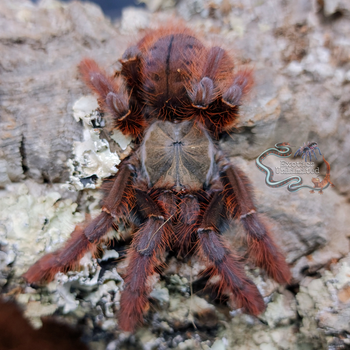 Phormingochilus sp "Sabah Red" (Crimson Purple Tree Tiger Tarantula) 1-1.5"