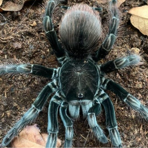 Pamphobeteus vespertinus (Ecuadorian Red Bloom) 1.5-2”