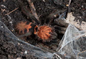 Davus sp. Veracruz tarantula.