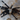 Taksinus bambus (Thai Bamboo Tarantula)