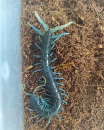 Ethmostigumus sp. Borneo Blue Centipede (Subscribe for Back-in-Stock Notifications)