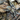 Anqasha picta (Anquasha Tiger Rump Tarantula) 0.33-0.5"