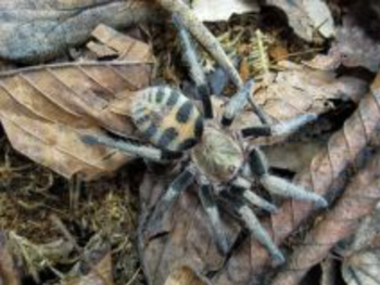 Anqasha picta (Anquasha Tiger Rump Tarantula) 0.33-0.5"
