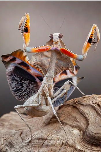 Southeast Asia Dead Leaf Mantis