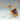 Paraasphendale agrionina (Bud Wing Mantis) 1"