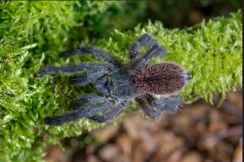 Iridopelma zorodes (Bahia Purple & Red Pinktoe Tarantula)