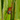 Lactrodectus bishopi (Red Widow Spider) 0.25"