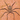 Selenops radiatus (Tomb Crawler Spider) 2-2.5"