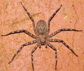 Selenops radiatus (Tomb Crawler Spider) 2-2..5"